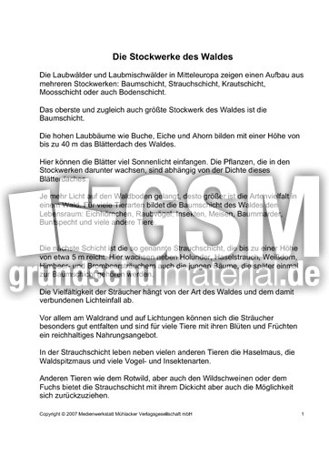 Fehlerlesen-Stockwerke-des-Waldes-nur-Text-1-2.pdf